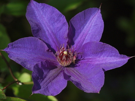 Clematis the President