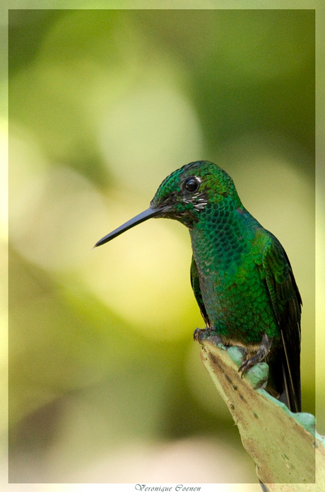 Hummingbird, Costa Rica