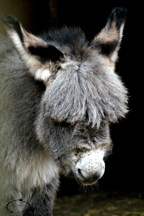 Mr. Donkey