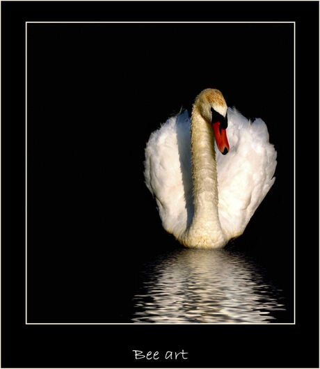 Lonely swan