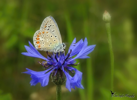 Icarusblauwtje op een korenbloem