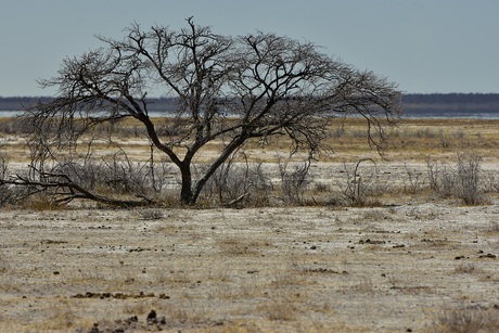 boom op de zoutpan Etoscha NP