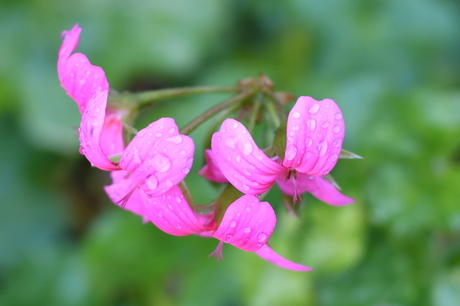 Geranium in december