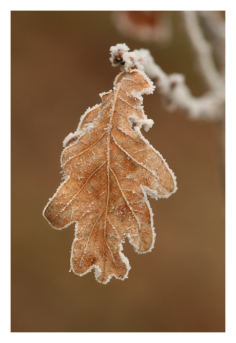 bevroren herfstblad