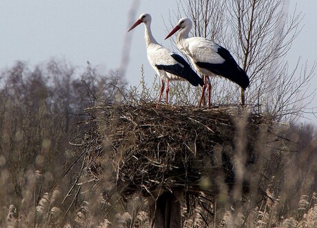 ooievaar op nest.