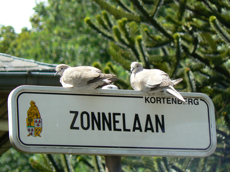 zonnelaan