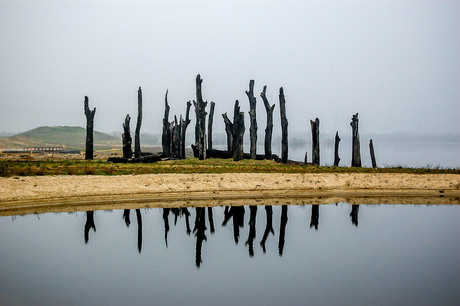 Versteende bomen Stevensweert