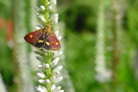Pyrausta Aurata