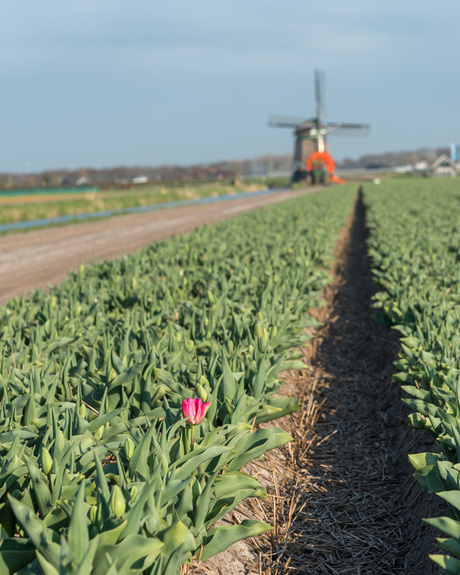 Tulp rood 2017-2