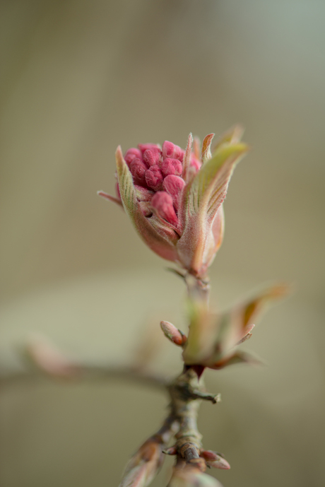 Viburnum bodnantese 'Dawn'