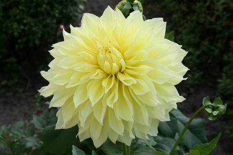 Dahlia