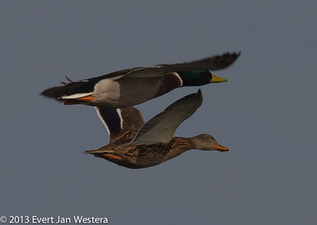 Tandem flight