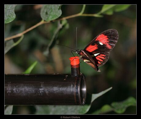 Heliconius Melpomene