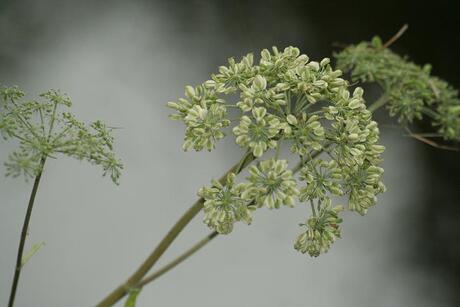 Bloem in de mist