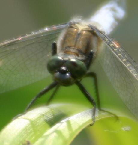 Mannetje gewone oeverlibel = Orthetrum cancellatum