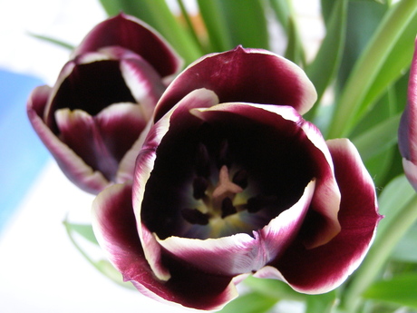 C's tulpen I