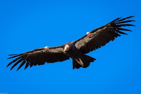 californische Condor