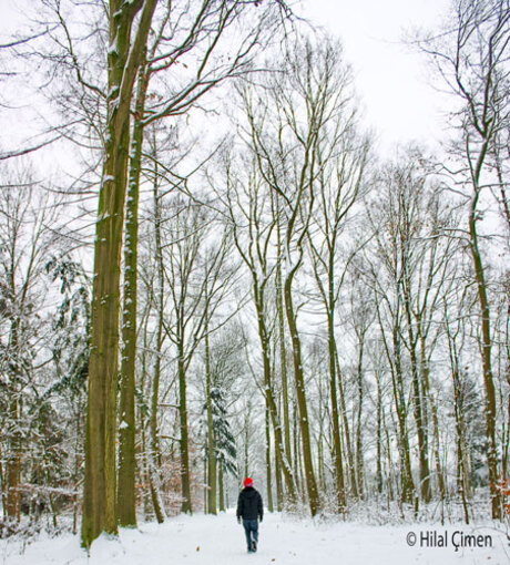 een kleine jongen tussen de hoge bomen...