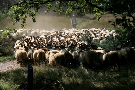 kudde schapen