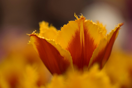 Keukenhof