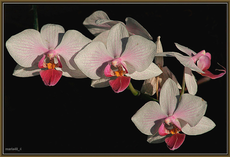 Orchidee