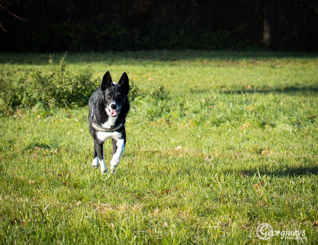 Bo in actie