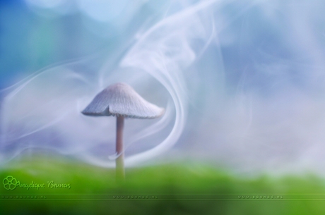 Smoking Mushroom