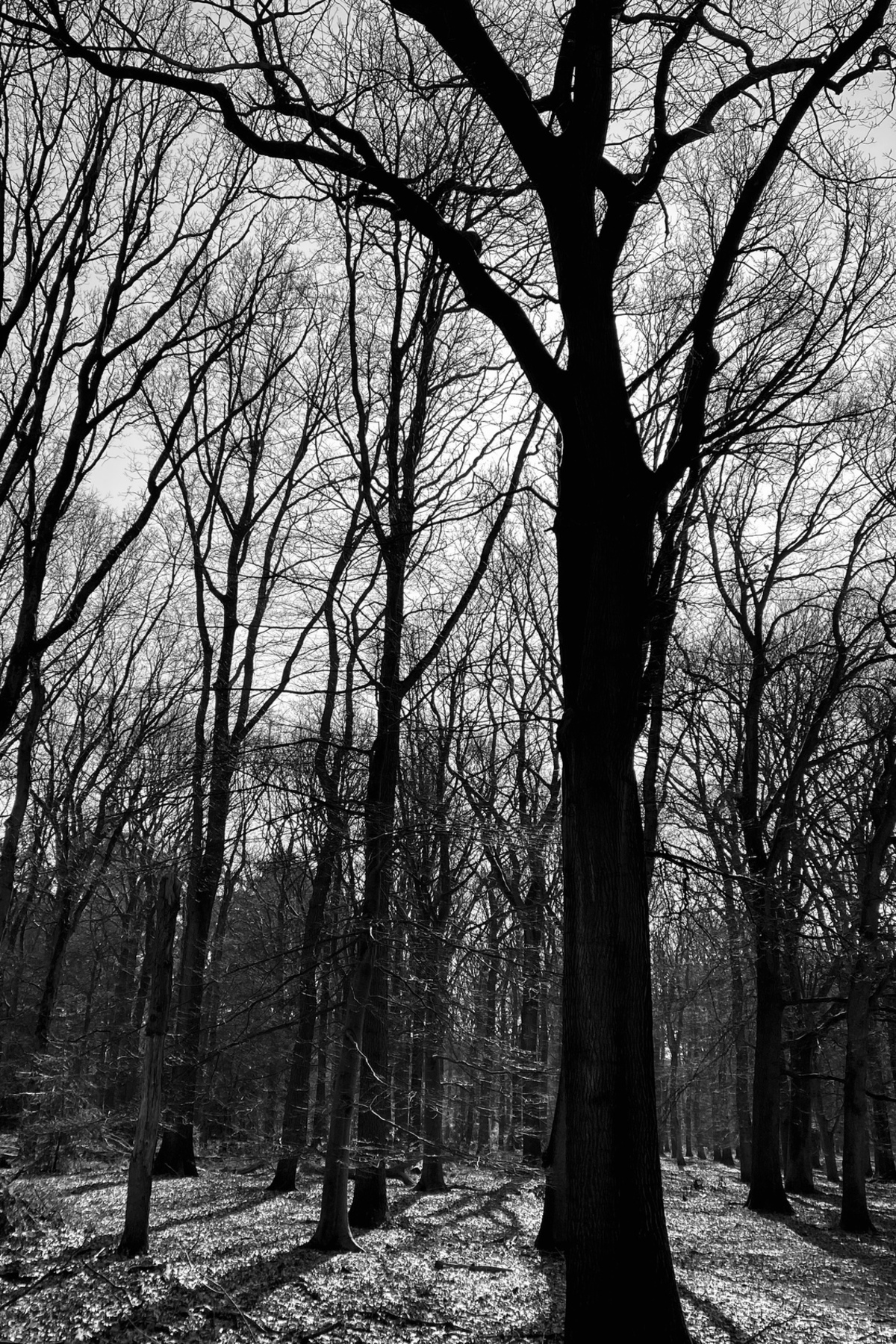 Contour dubbellaag Afstotend Bomen in zwart/wit - foto van HeidiCM - Natuur - Zoom.nl