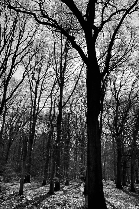 Bomen in zwart/wit