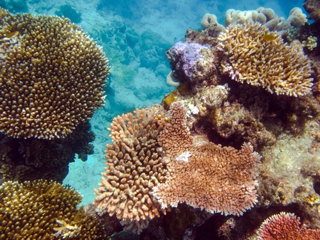 Great barrier reef, Australië