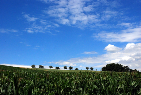 Heuvel landschap