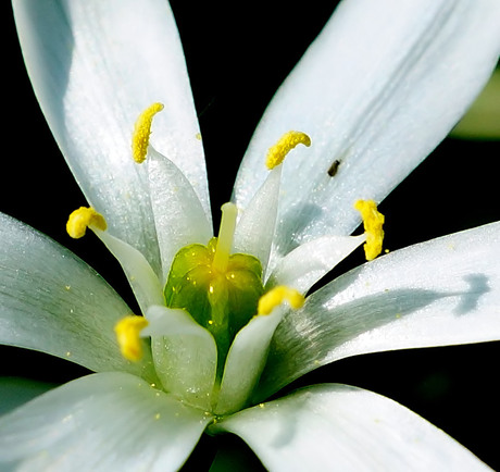 Gewone vogelmelk ( Ornithógalum umbellátum )