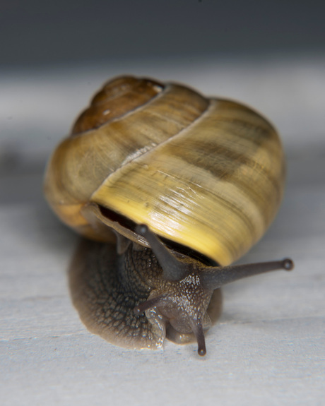 Snail