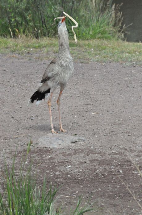 Kuifseriema (aka Road Runner)