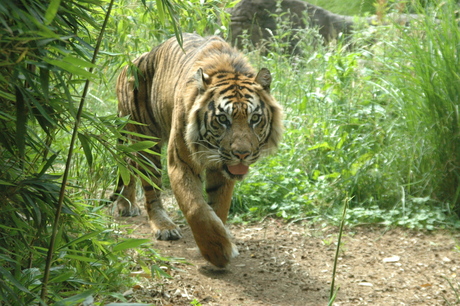 Tijger I