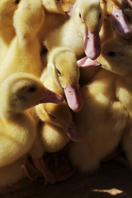 The ugly ducklings