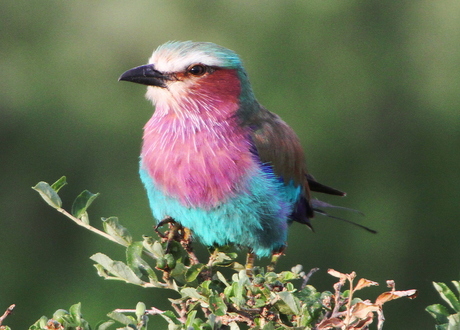 lila breasted roller