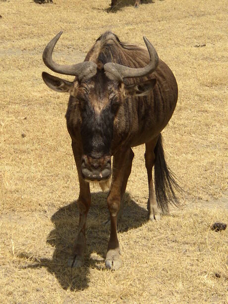 Wildebeest