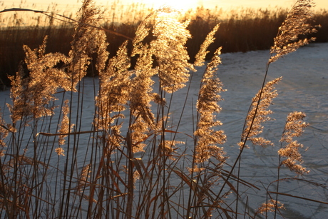 zon door het riet