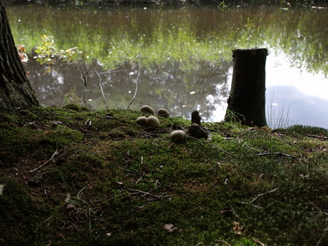 Paddenstoelen aan de waterkant