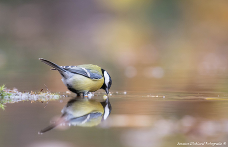 Spiegelbeeld