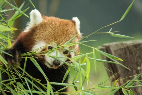 Kleine rode Panda