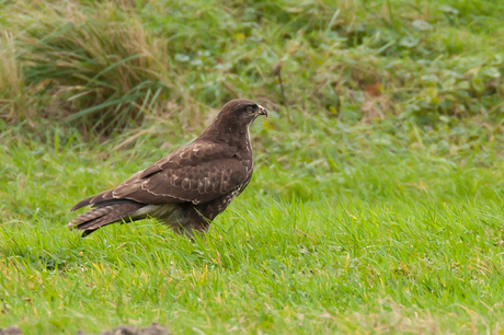 Buizerd