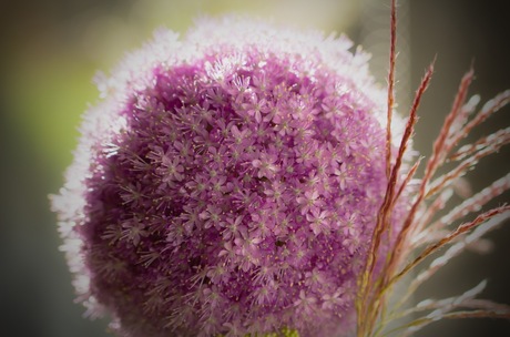 Allium