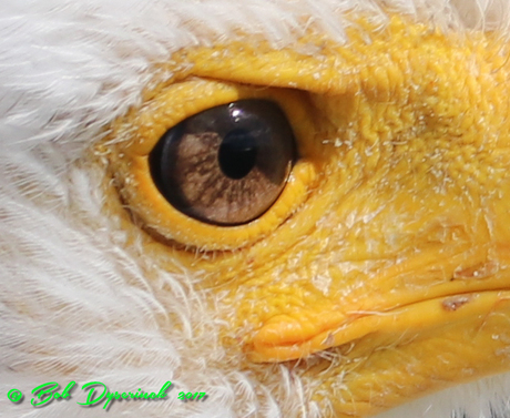 Eagle Close-up