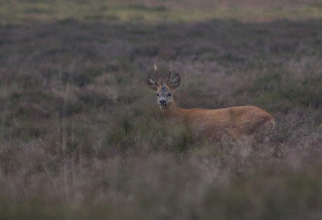 natuur