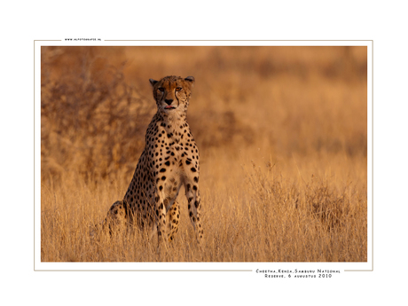 Cheetah 4, Kenia
