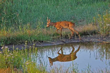 spiegelbeeld