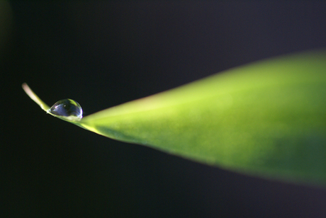 druppel op bamboeblad