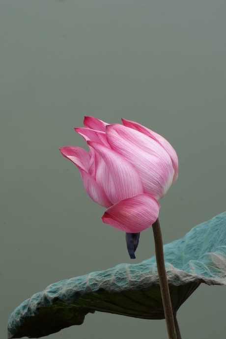 Lotus bloem